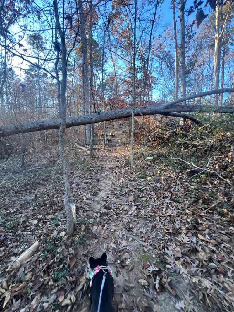 walking near me in Lynch's Woods Park in autumn