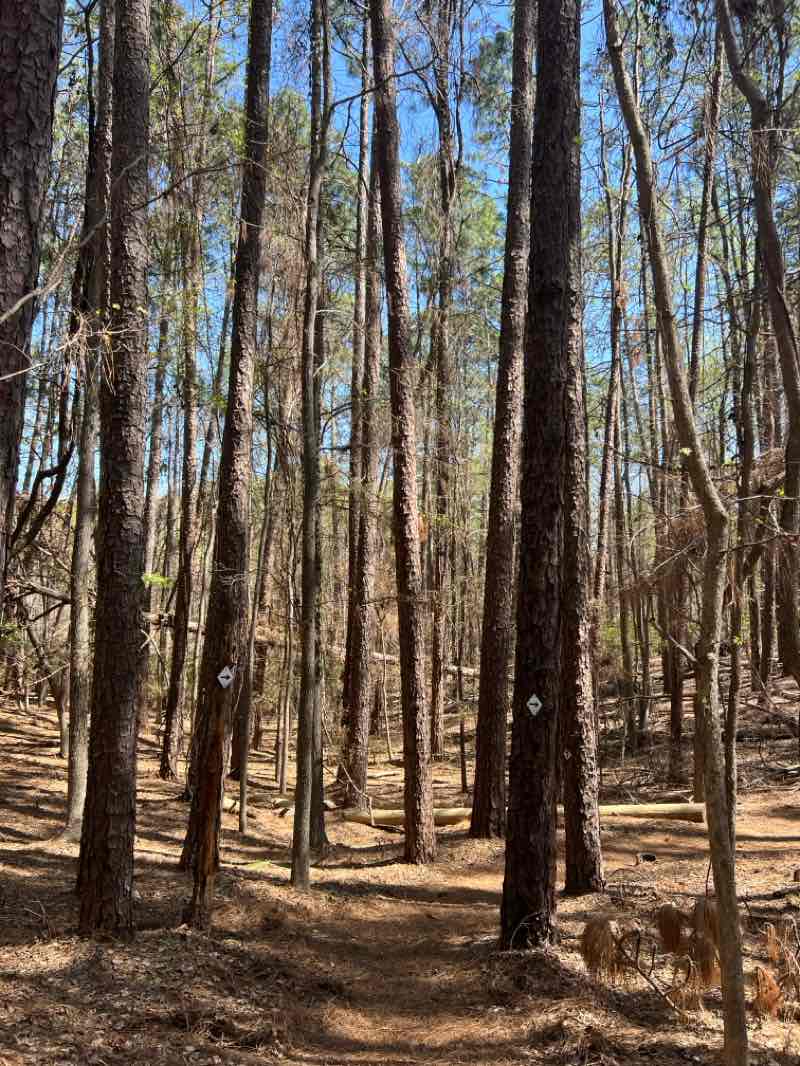 walking near me in Dreher Island State Park in spring