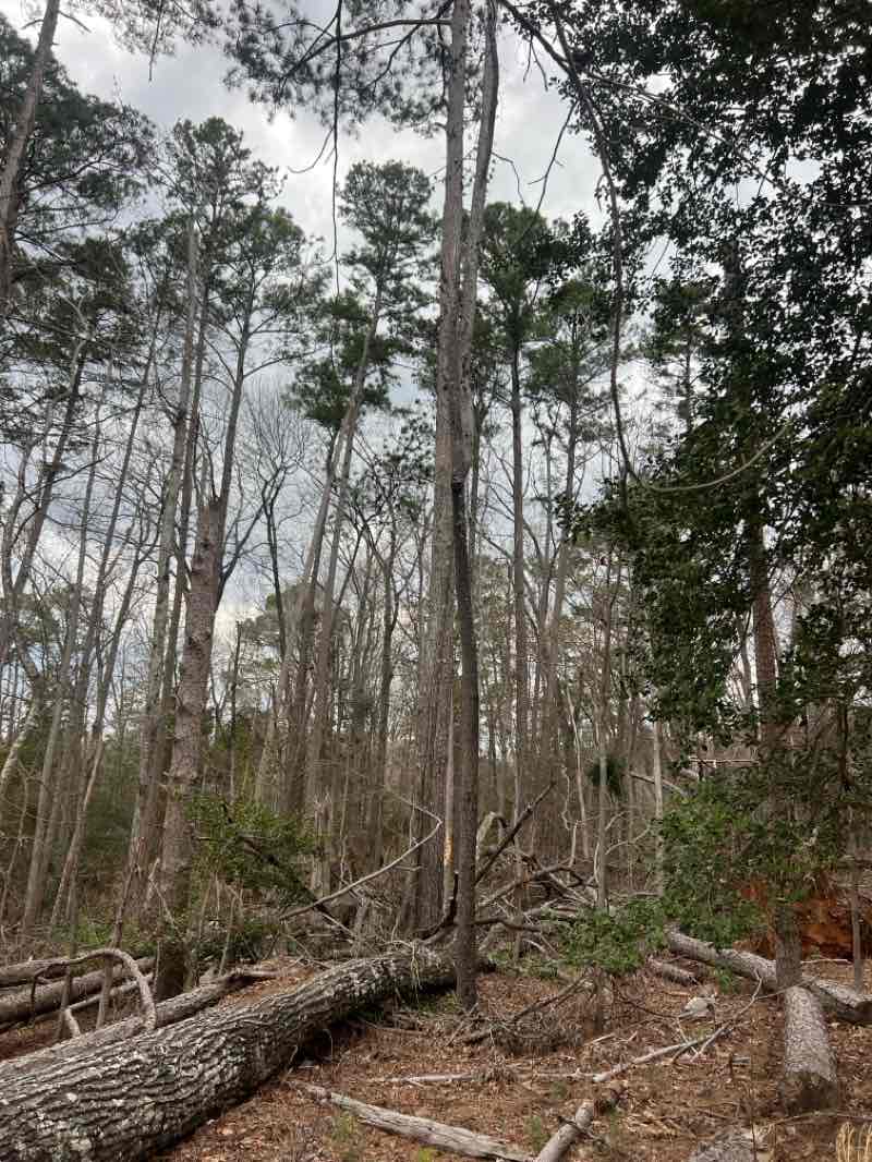 walking near me in Dreher Island State Park in winter