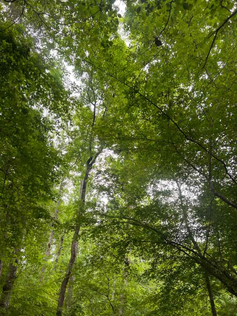 walking near me in Crooked Creek Park in spring