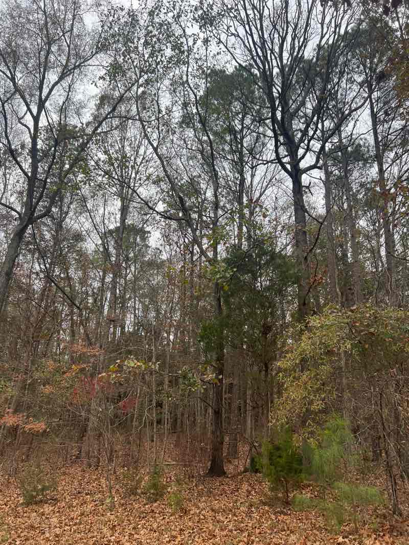 walking near me in Michael J. & Mary Meech Mungo Park in winter