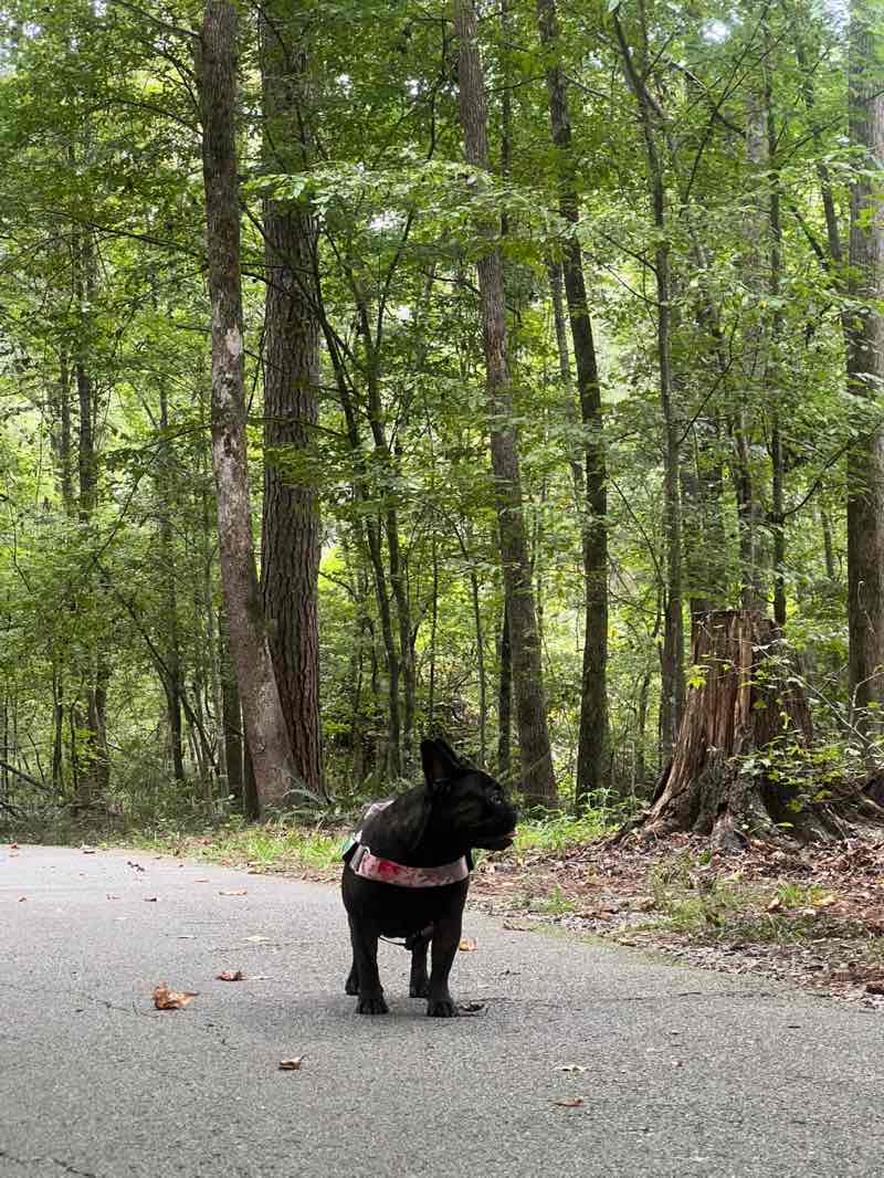 walking near me in Crooked Creek Park in autumn