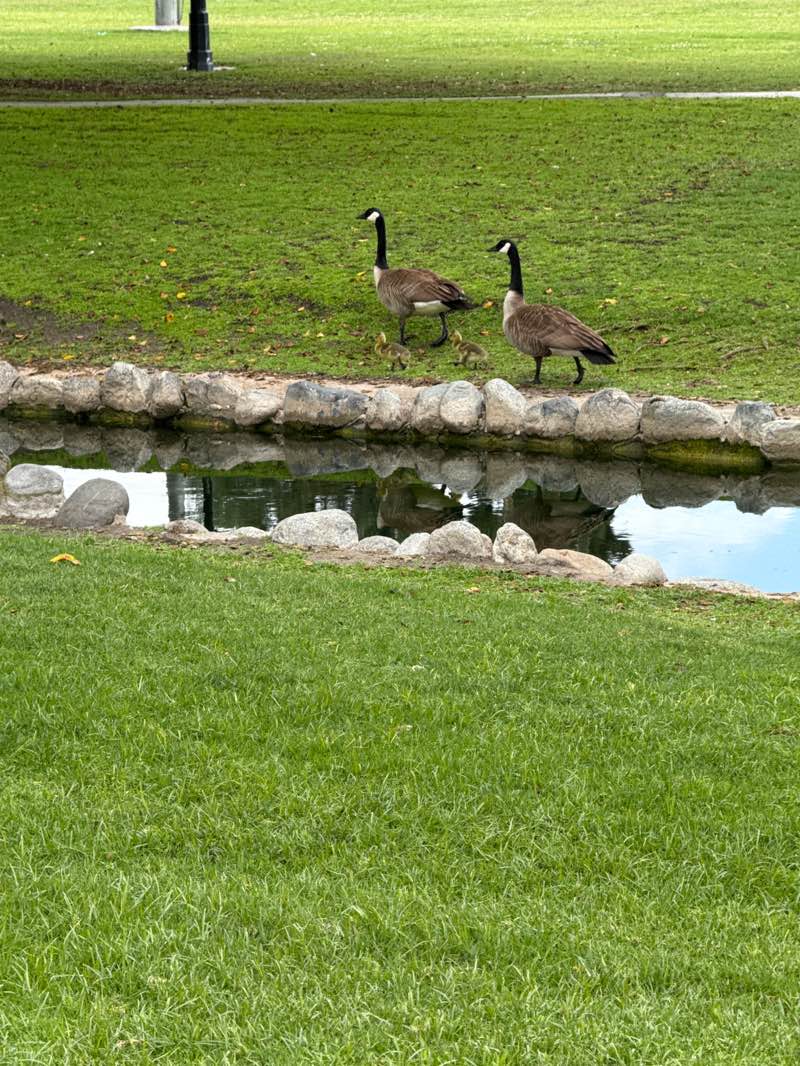 walking near me in Pearson Park in spring