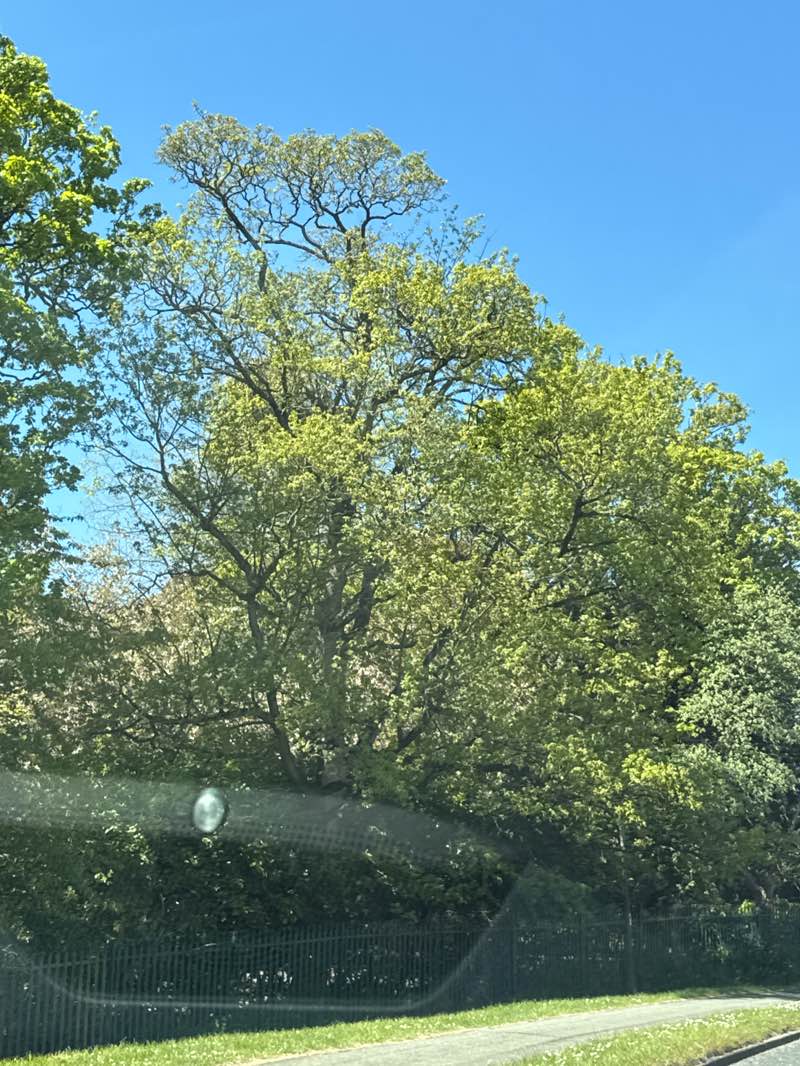 walking near me in Haden Hill Park in spring