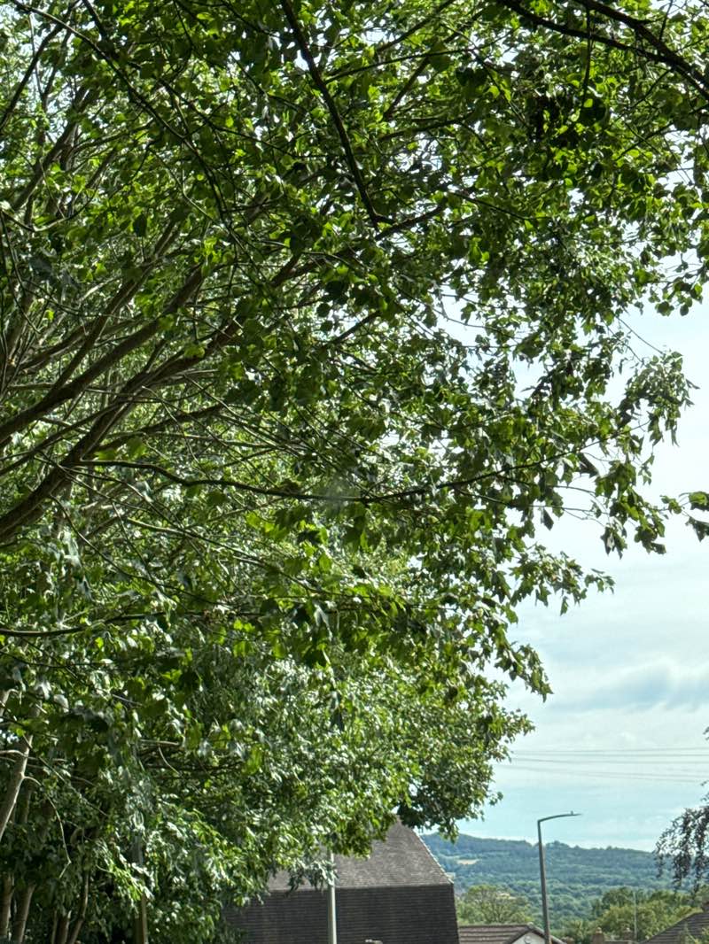 walking near me in Haden Hill Park in summer