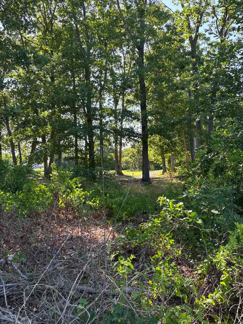 walking near me in Deer Hollow Park in summer