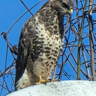 Sallyann 🌻🌝💛 post 1