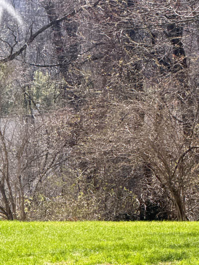 walking near me in Merritt Blvd. Park in spring