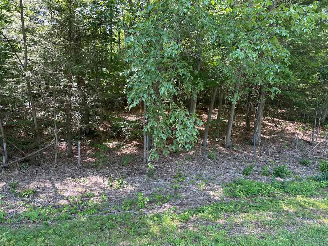 walking near me in Cowles Park in summer