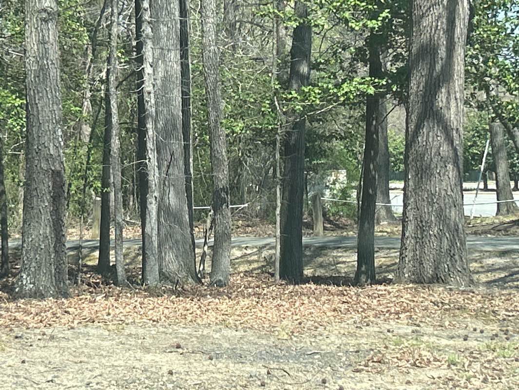 walking near me in Springfield Park in spring