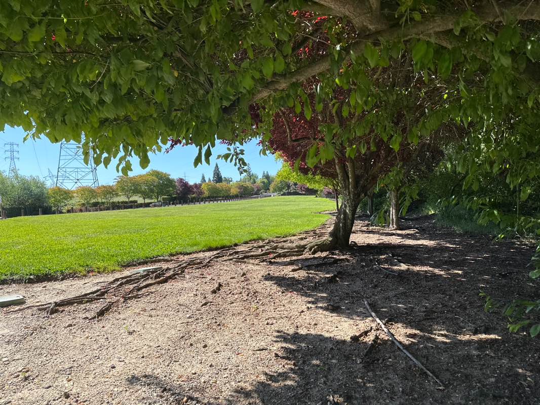walking near me in Treelake Terrace Park in spring