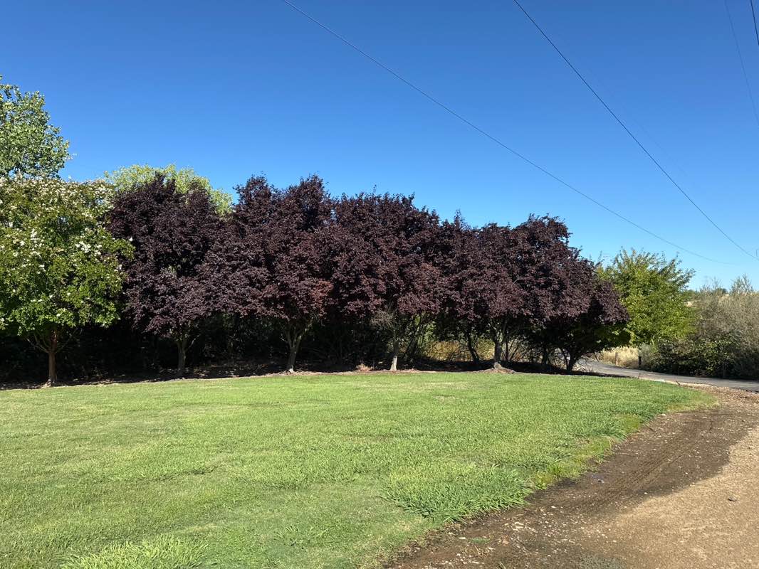 walking near me in Treelake Terrace Park in summer