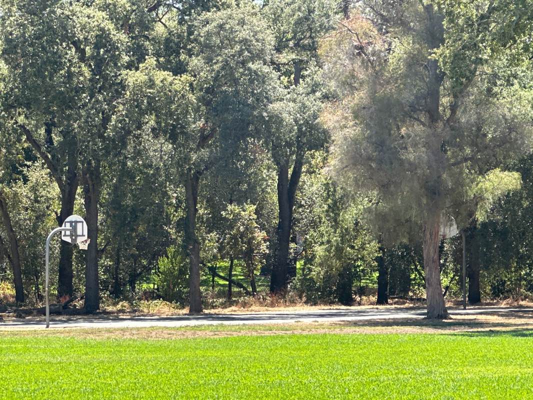 walking near me in Pecan Park in summer