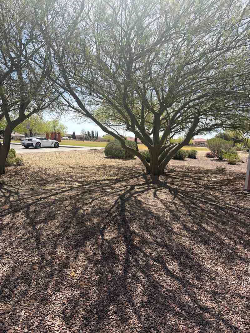 walking near me in Marcus Uribe Park in spring