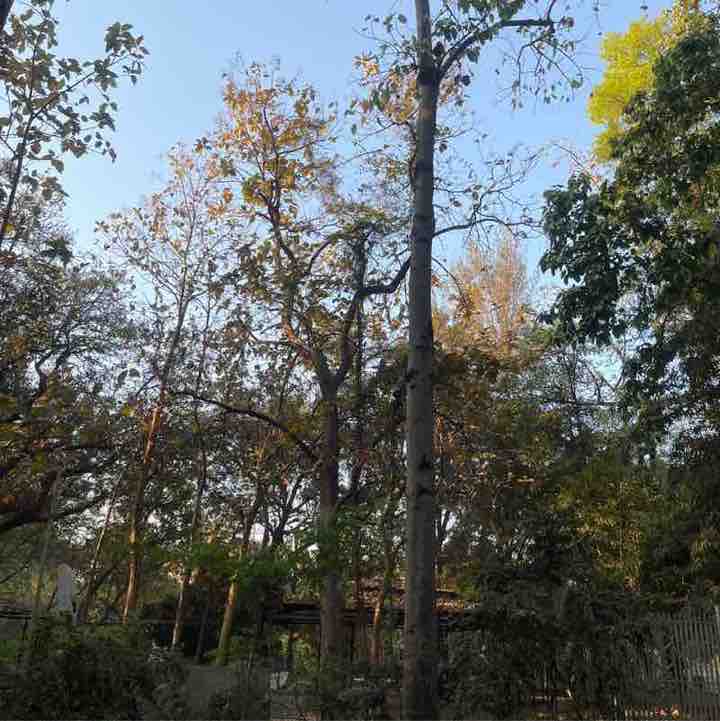 Dr Shwetabh Rai post 1