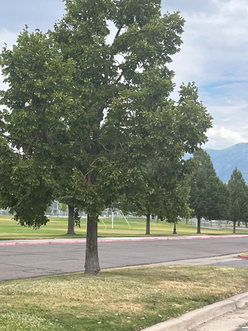 walking near me in Ellison Park in summer