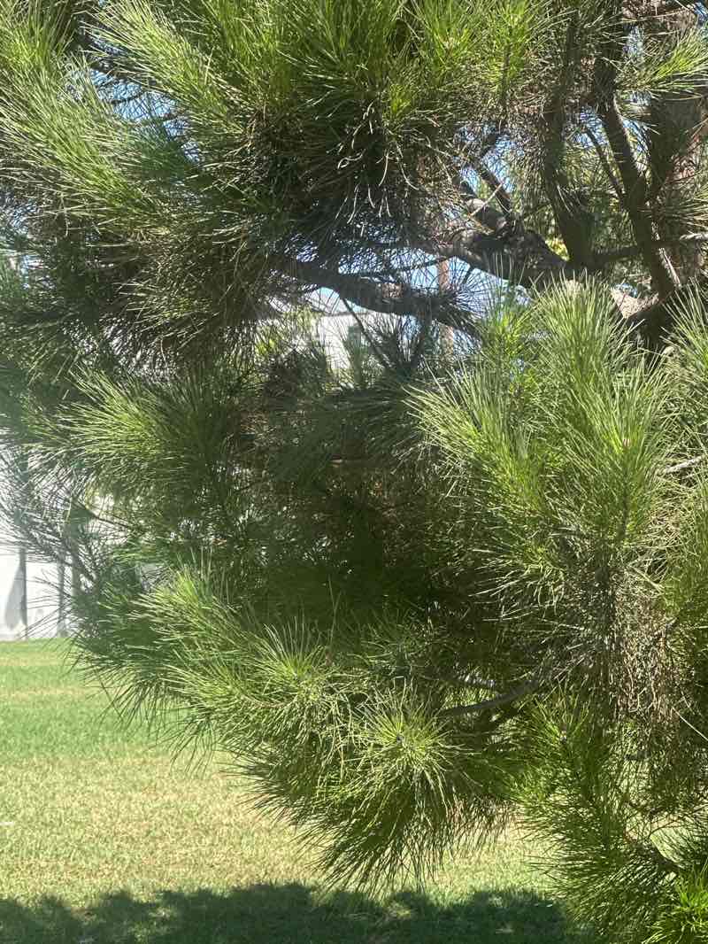 walking near me in Tellefson Park in autumn