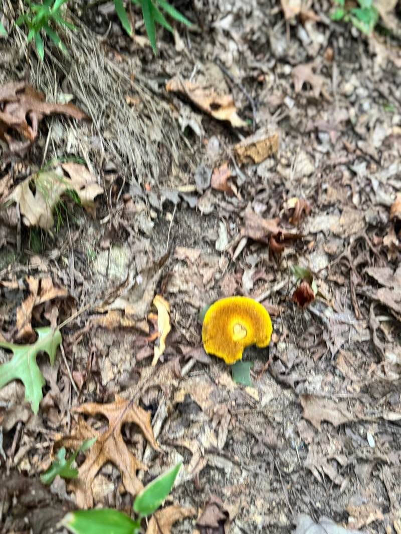 walking near me in Fort Mountain State Park in autumn