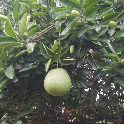 Walkaholic Devils 😈 ऋषि post image