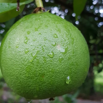 Walkaholic Devils 😈 ऋषि post image