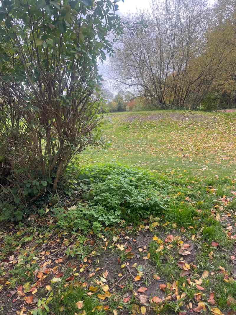 walking near me in The Witchell Ground in autumn