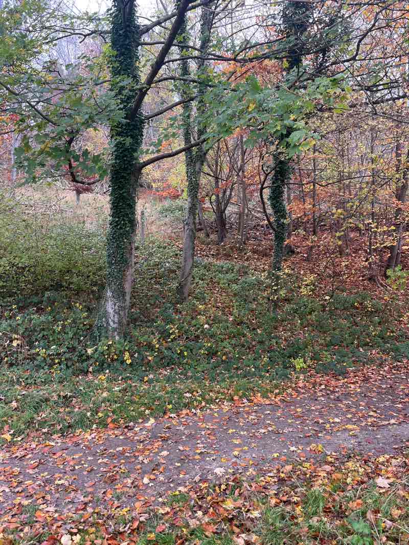 walking near me in Pulpit Hill Nature Reserve in autumn