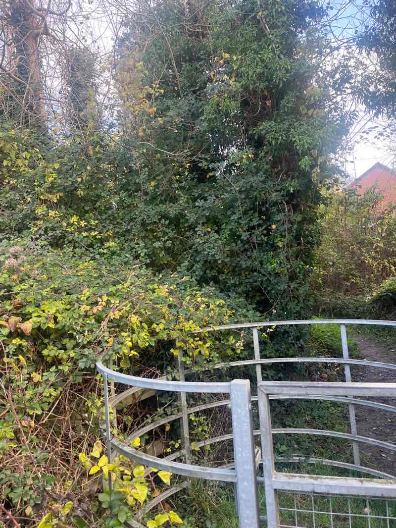 walking near me in Round Wood in autumn