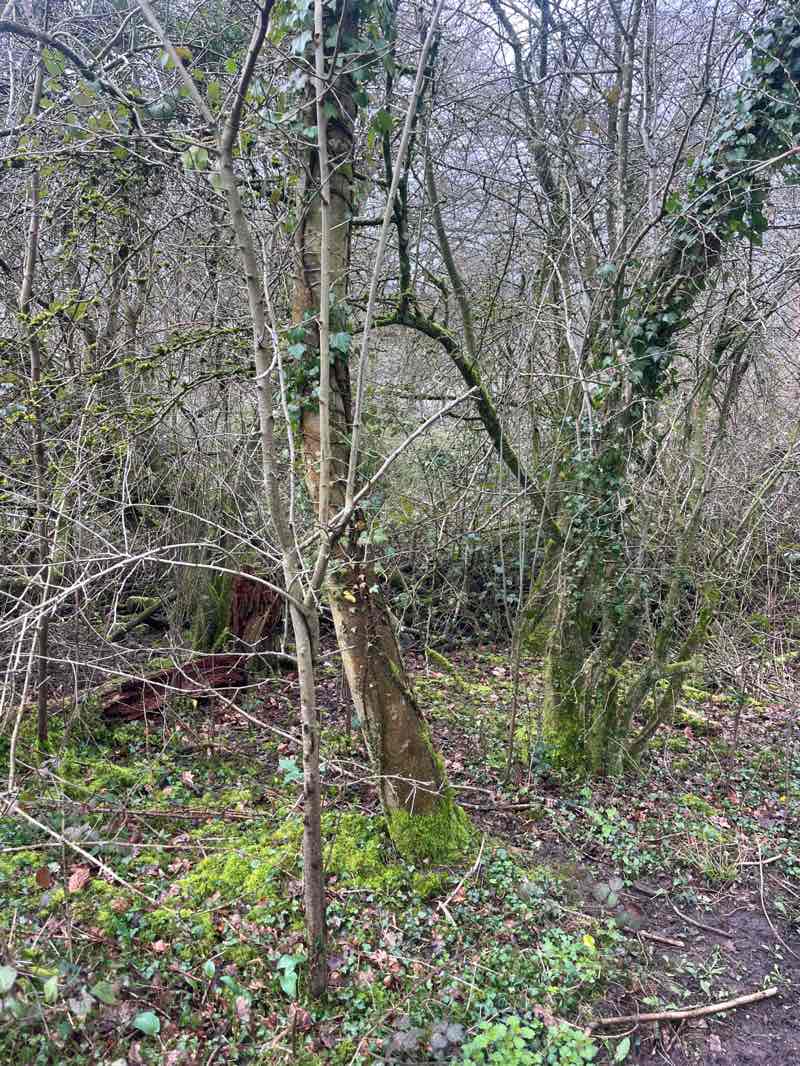 walking near me in Chinnor Hill Nature Reserve in winter