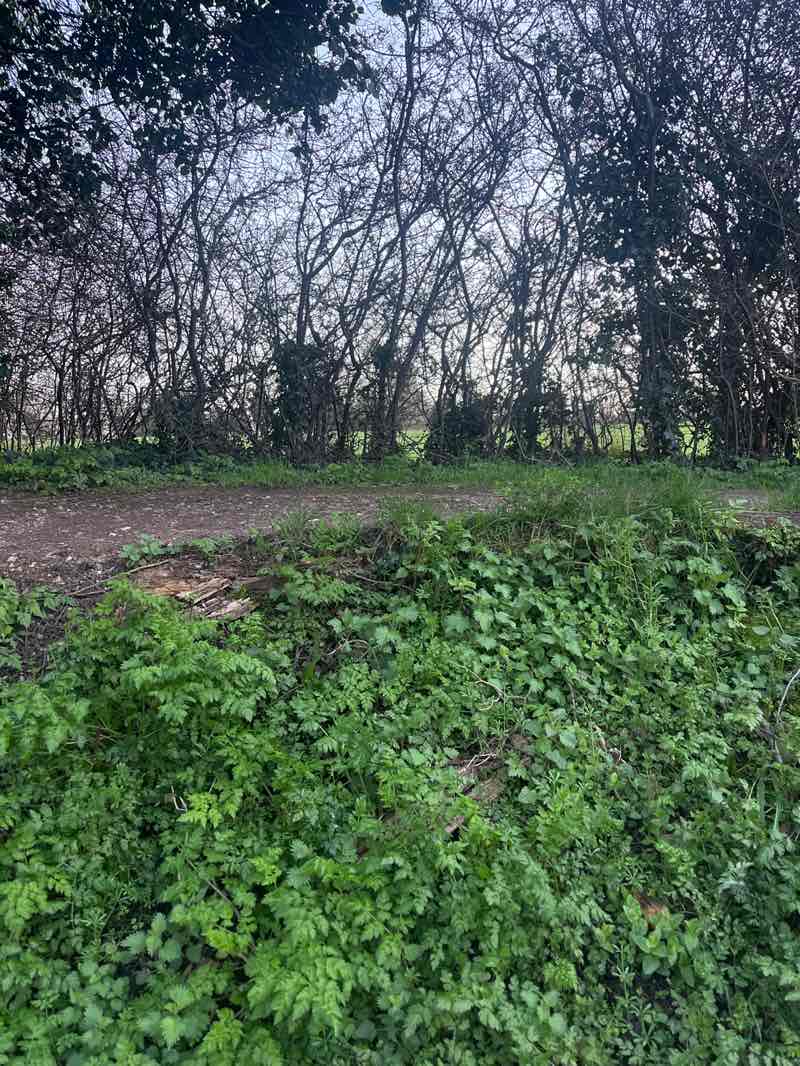 walking near me in Velvet Lawn in spring