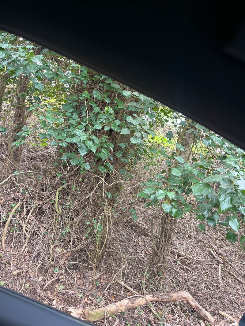 walking near me in Sappers Field in spring