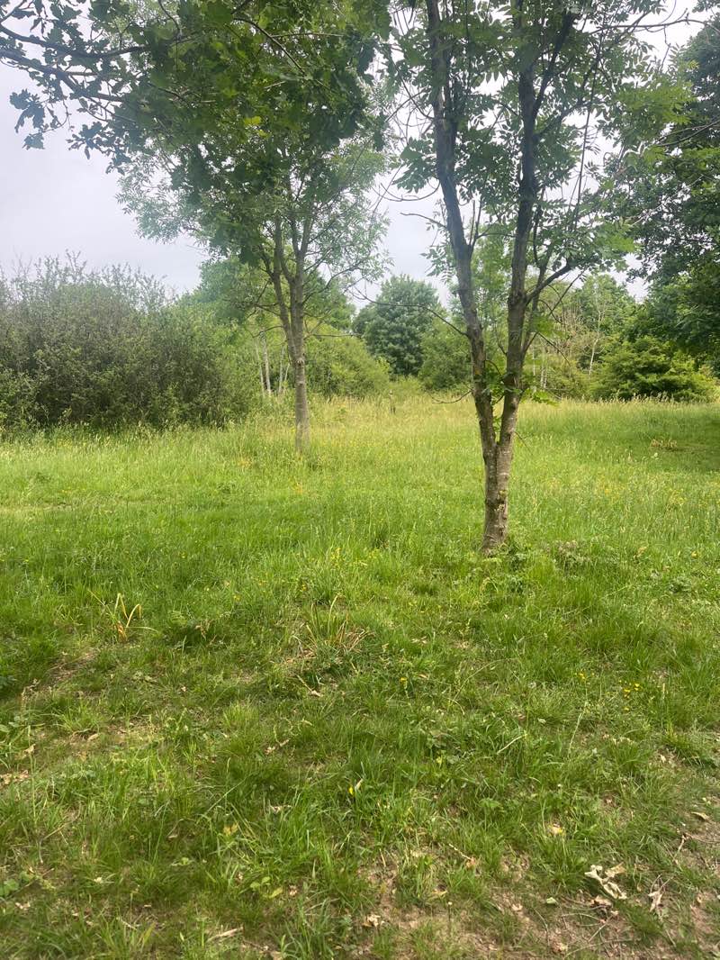 walking near me in Widmer Fields in summer