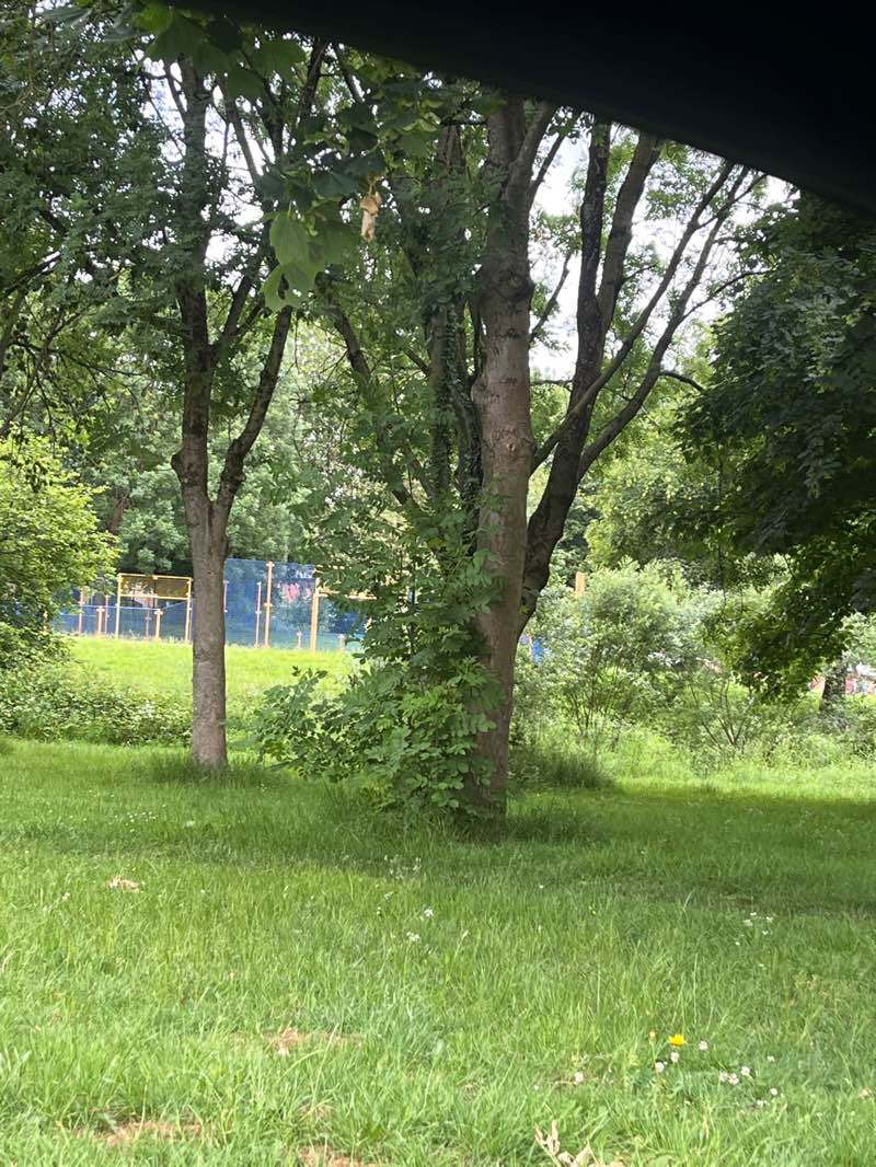 walking near me in Milky Button Park in summer