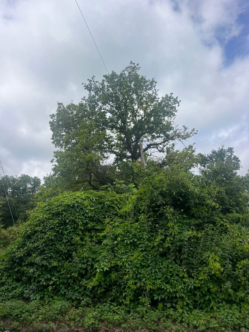 walking near me in Great Oaks in summer