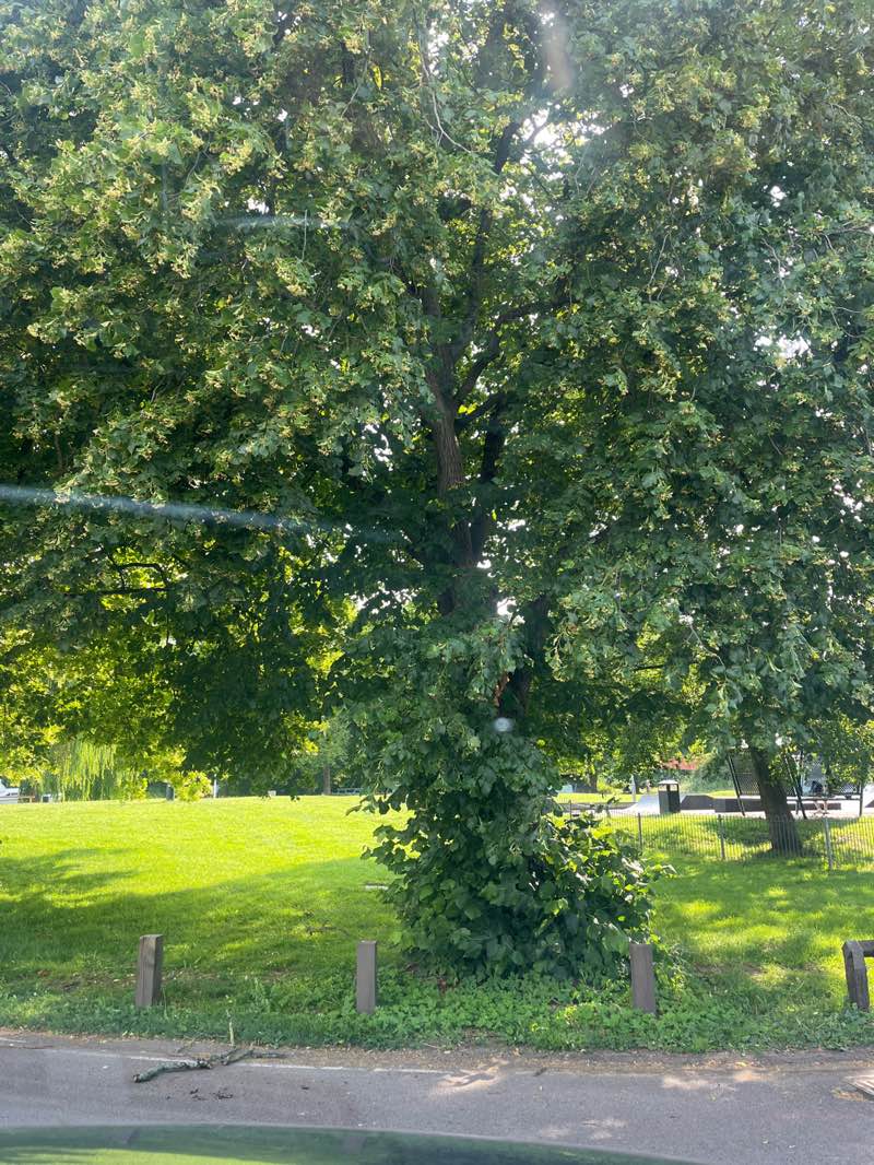 walking near me in Canal Fields park in summer