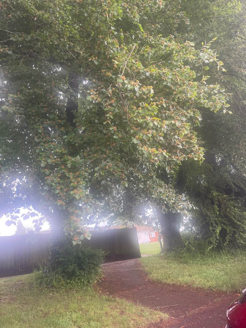 walking near me in The Green in summer