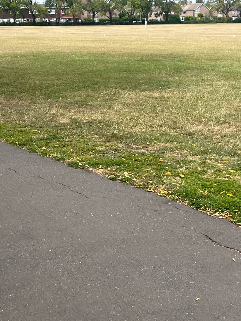 walking near me in Alfred Rose Park in summer