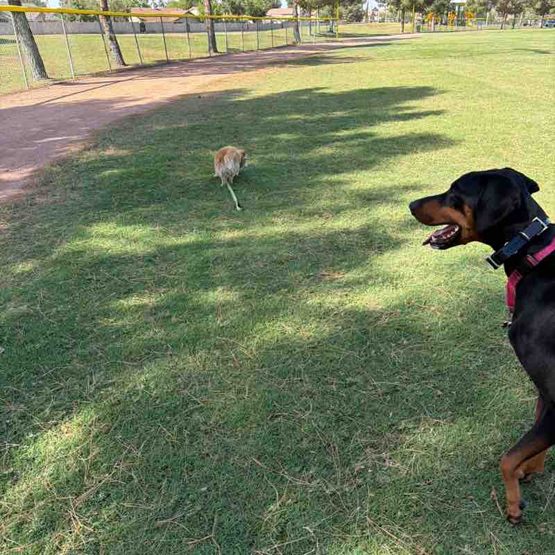 PacerGal_1968 post 3