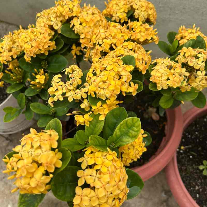 Pacers for health 🇮🇳  Udai Bhanu post image