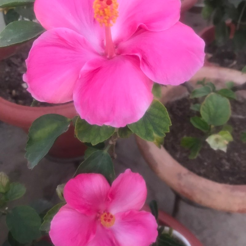 Pacers for health 🇮🇳  Udai Bhanu post image