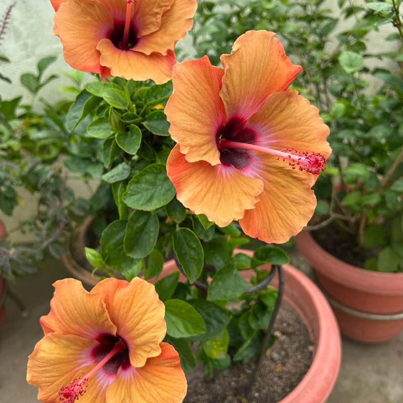 Pacers for health 🇮🇳  Udai Bhanu post image