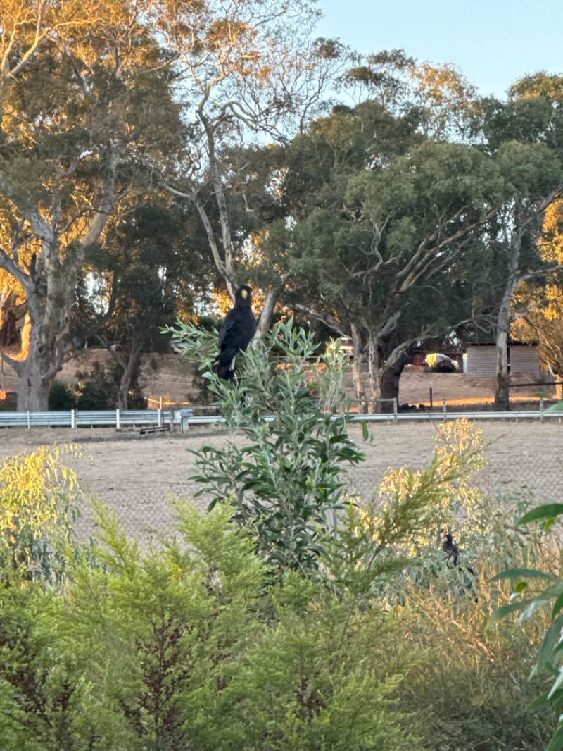 walking near me in Laratinga Wetlands in autumn