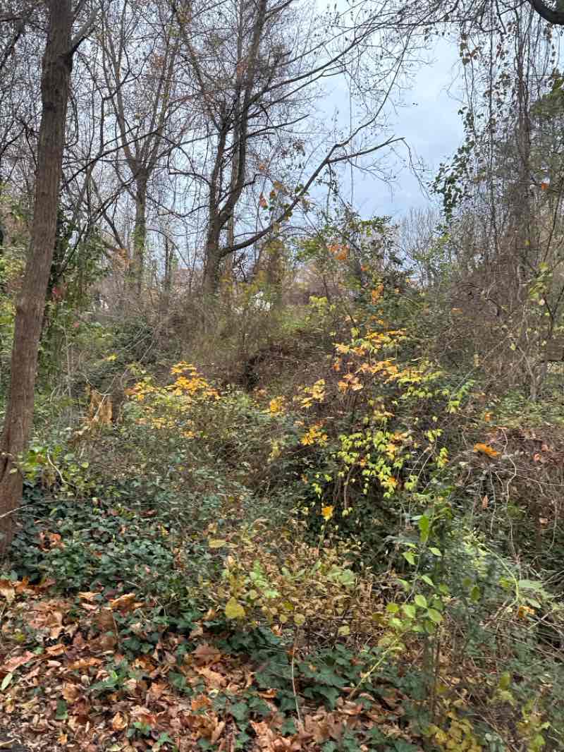 walking near me in Woodburn School Site Park in winter