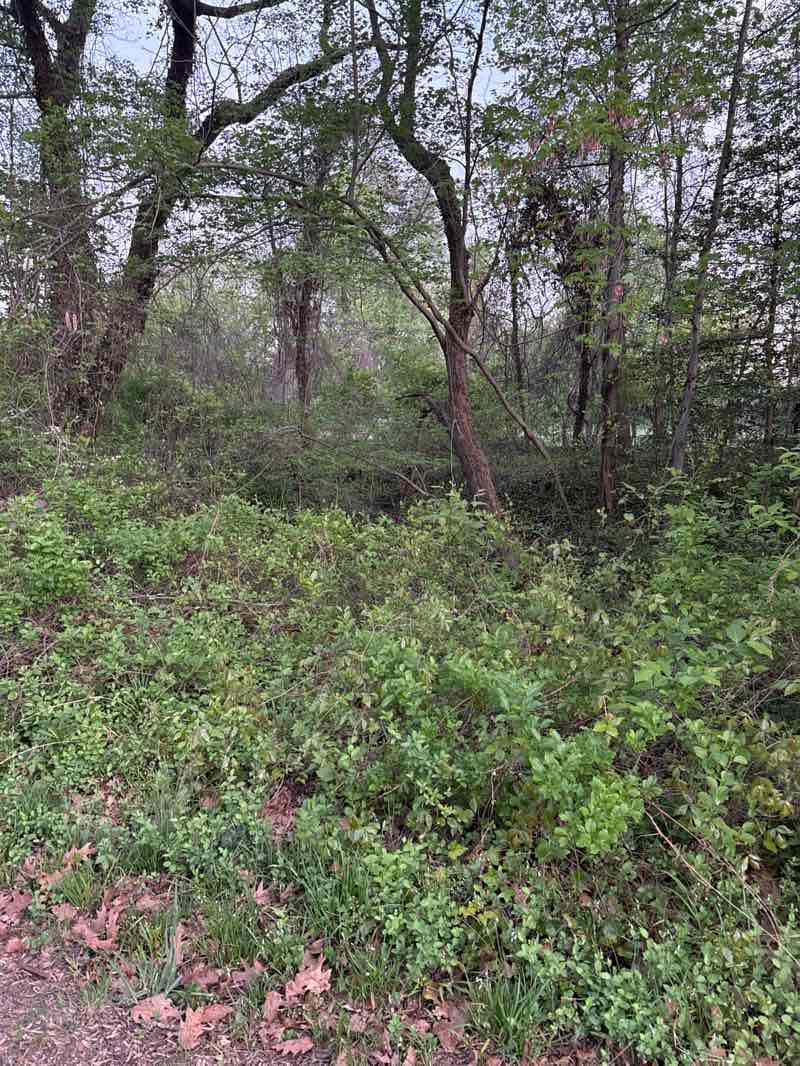 walking near me in Broyhill Crest Park in spring