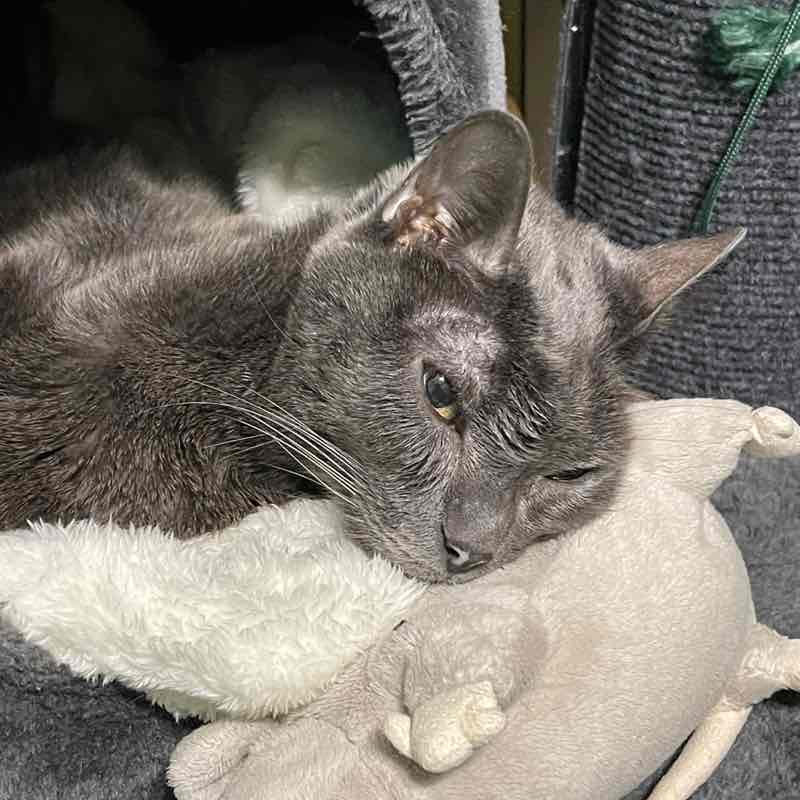 🇮🇹FRANCO  🥇🏰🥇Camelot post 1