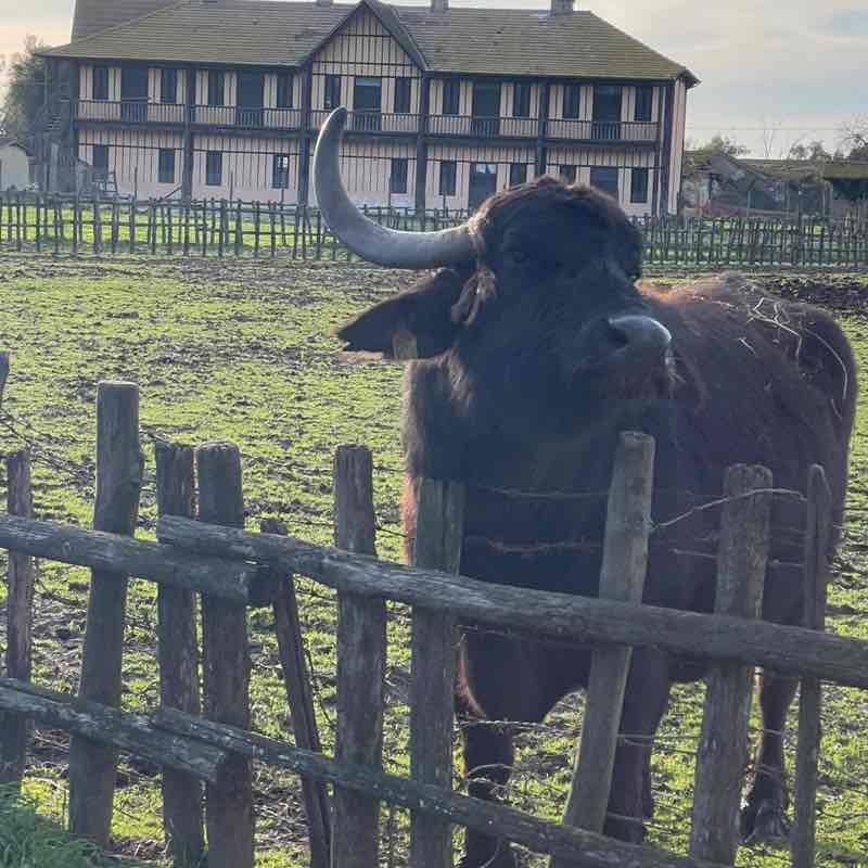 🇮🇹FRANCO  🥇🏰🥇Camelot post 2