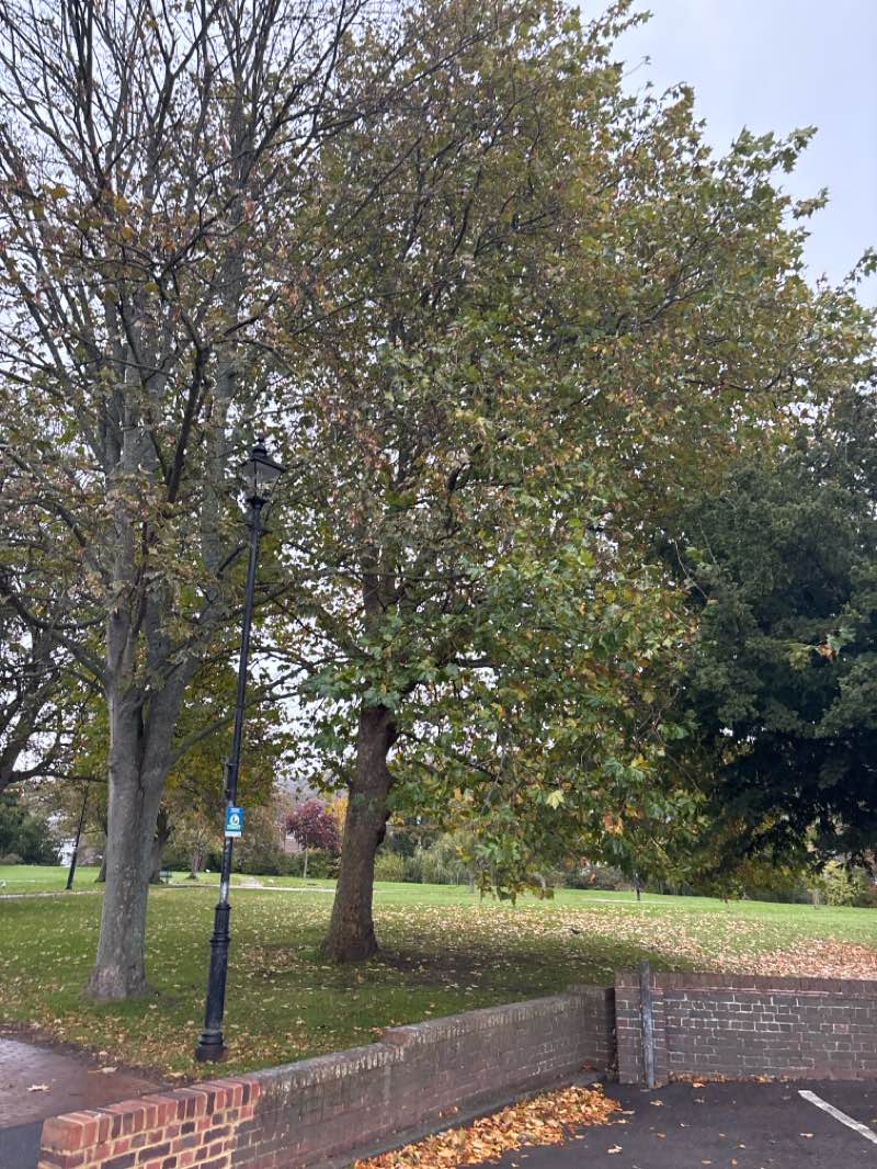walking near me in Pencester Gardens in autumn