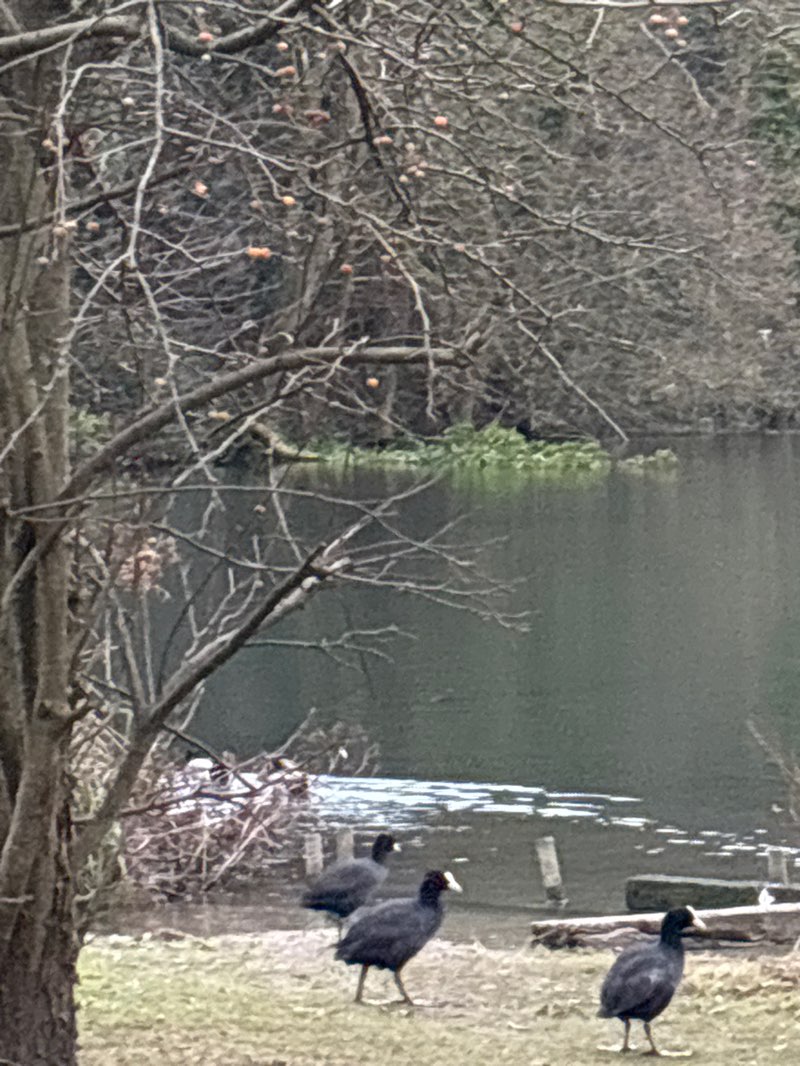 walking near me in Bushy Ruff in winter