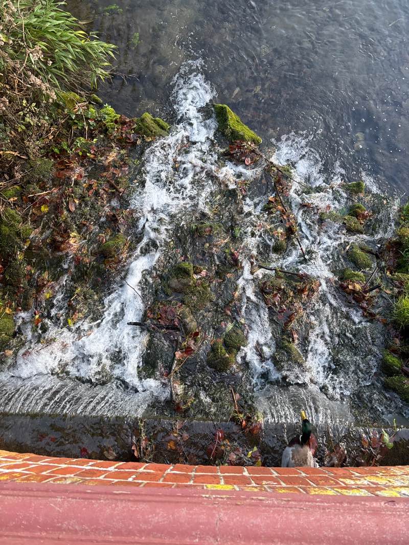 walking near me in Russell Gardens in winter