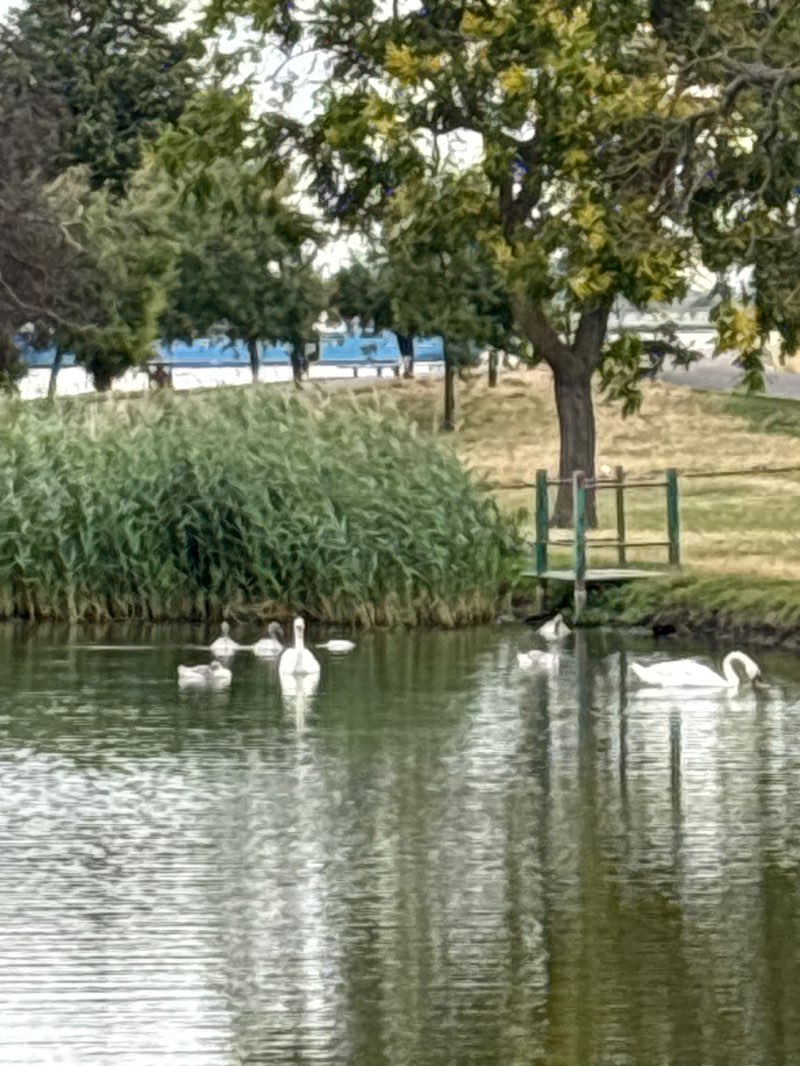walking near me in Gordon Gardens in autumn