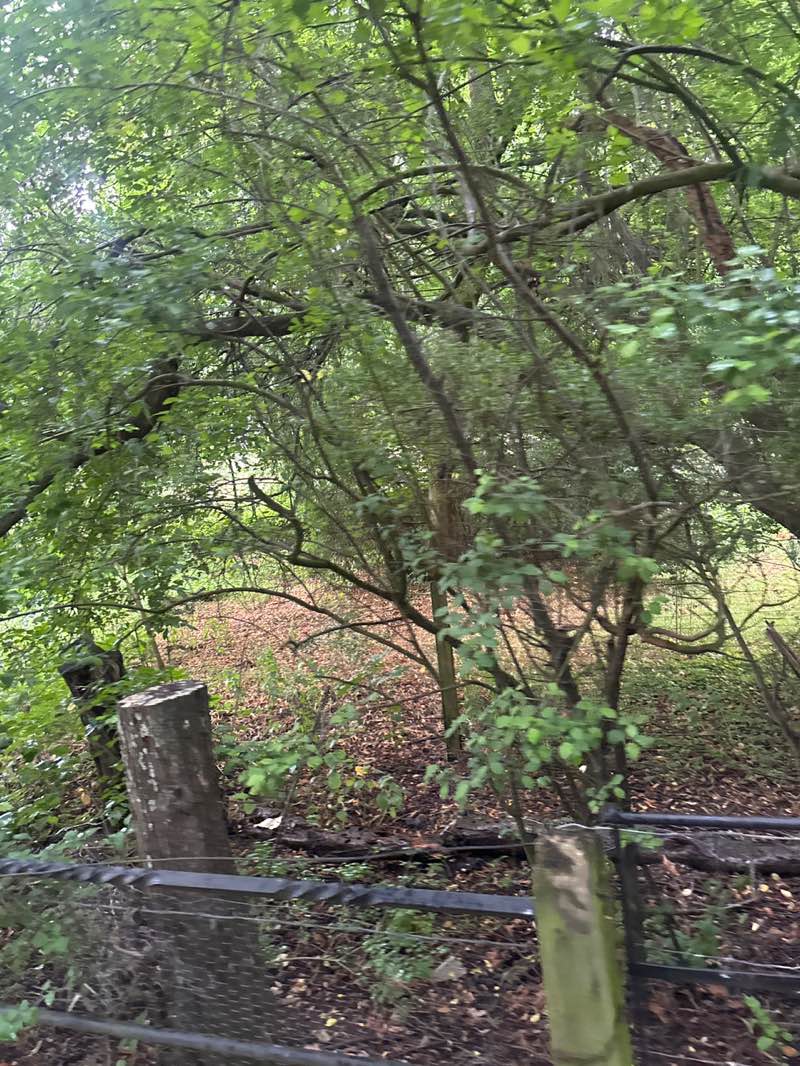 walking near me in Charlton Park in autumn